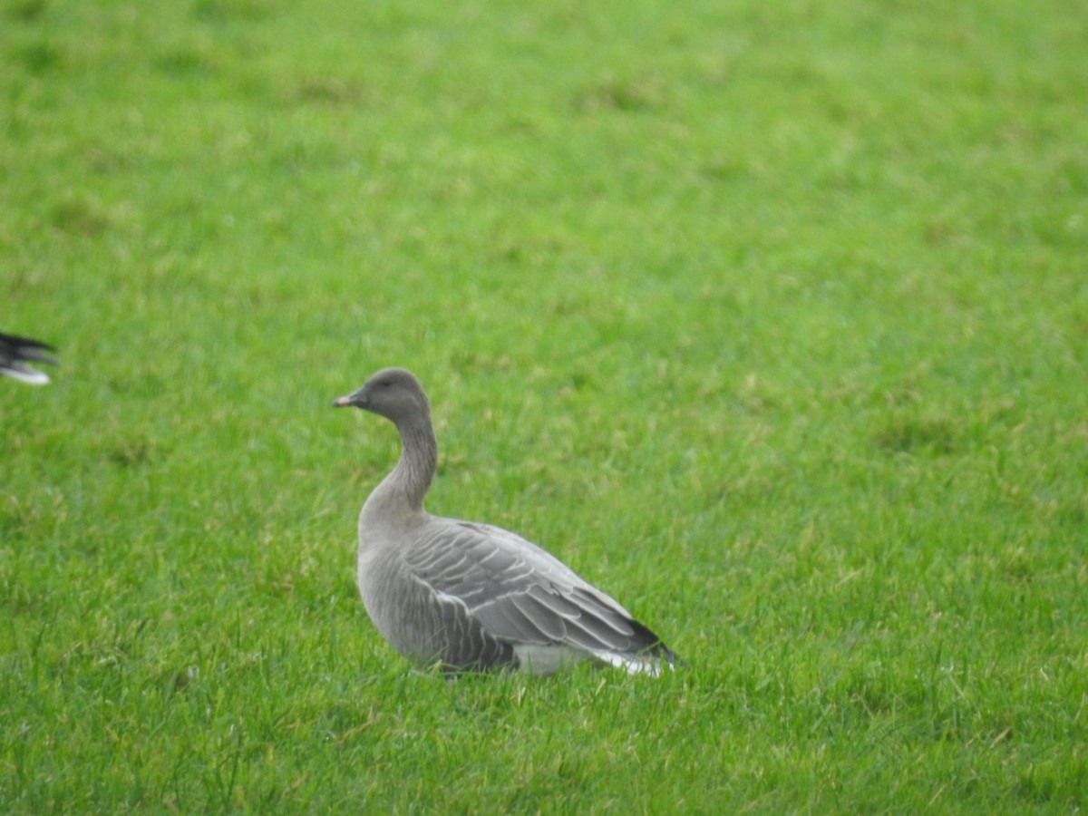 אווז קצר-מקור - ML646778748