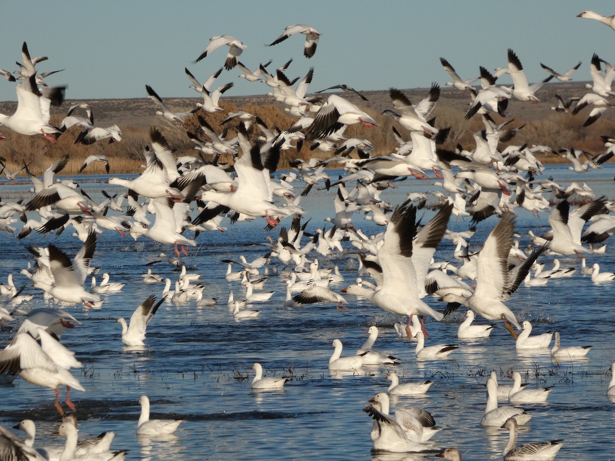 אווז שלג - ML646778749