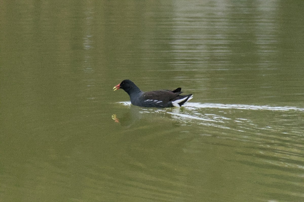 סופית אמריקנית - ML646778750