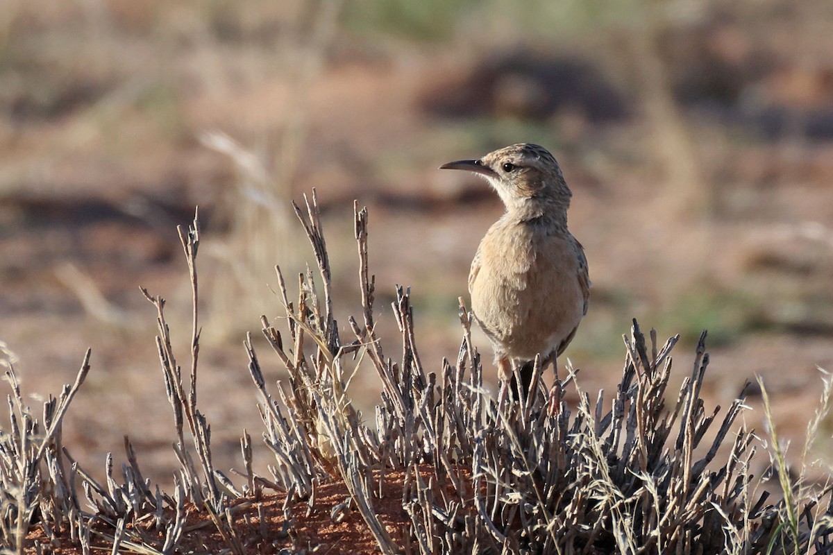 Spike-heeled Lark - ML646778751