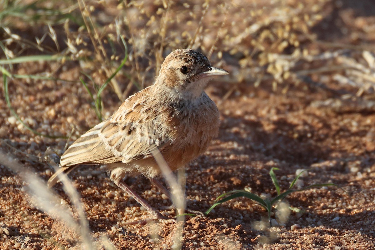 Spike-heeled Lark - ML646778752