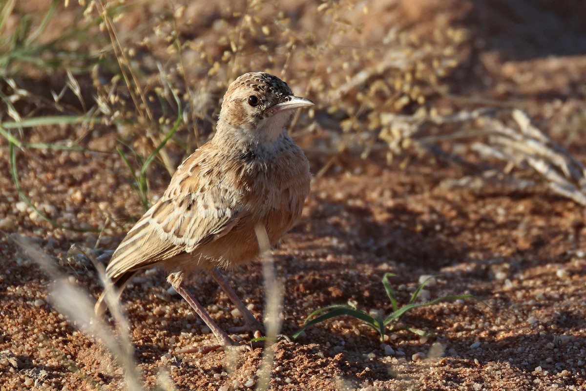 Spike-heeled Lark - ML646778753
