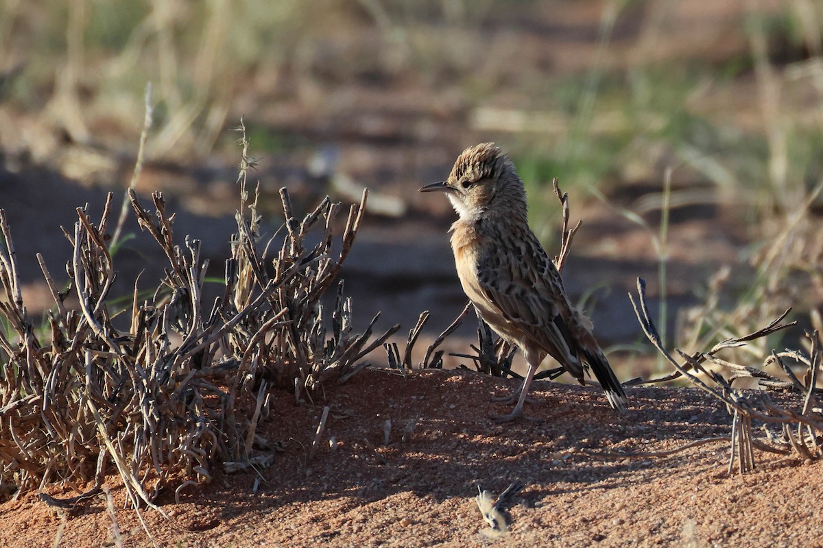 Spike-heeled Lark - ML646778754