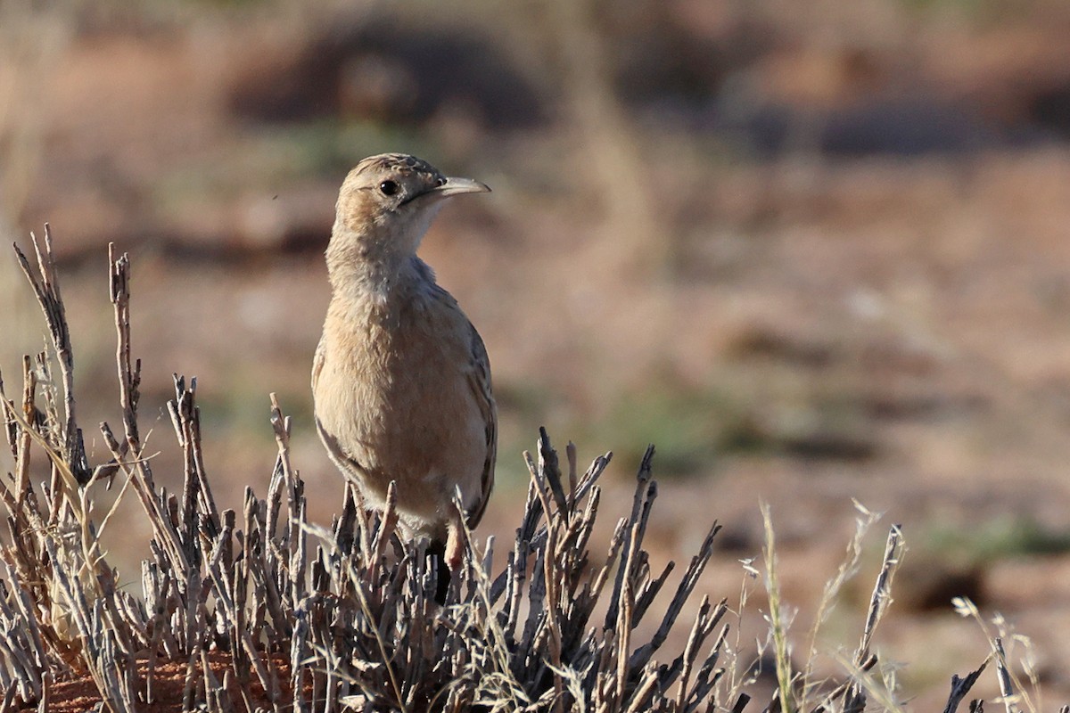 Spike-heeled Lark - ML646778755