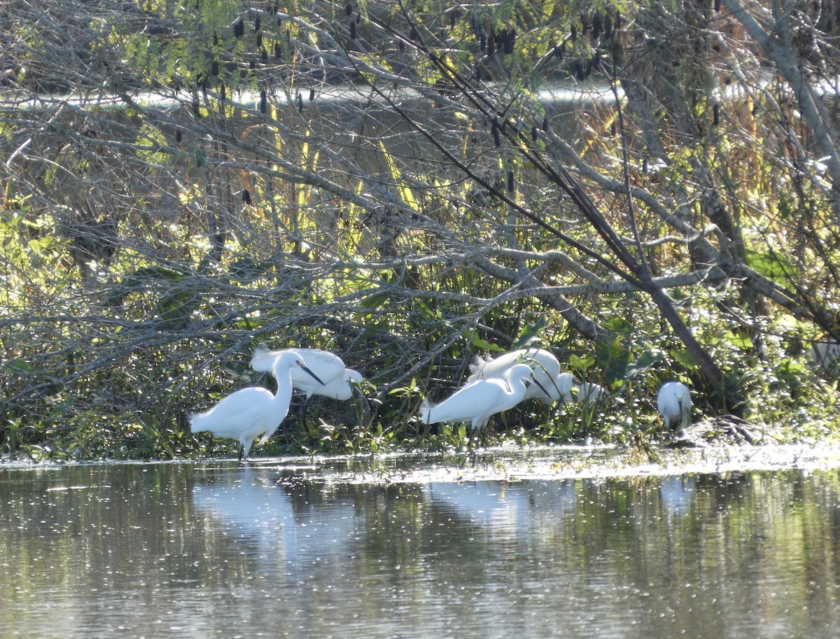 לבנית אמריקנית - ML646778756