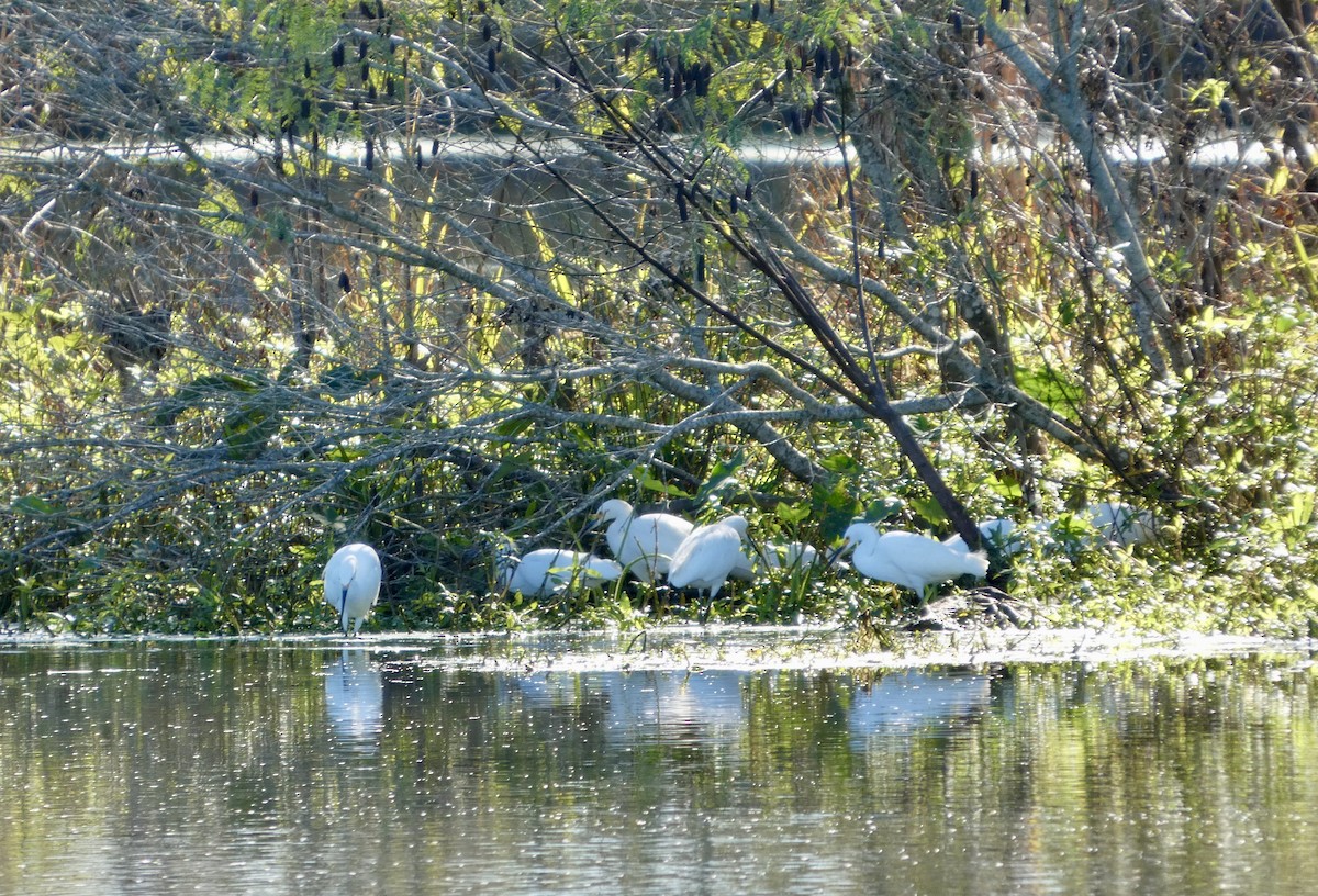 לבנית אמריקנית - ML646778758