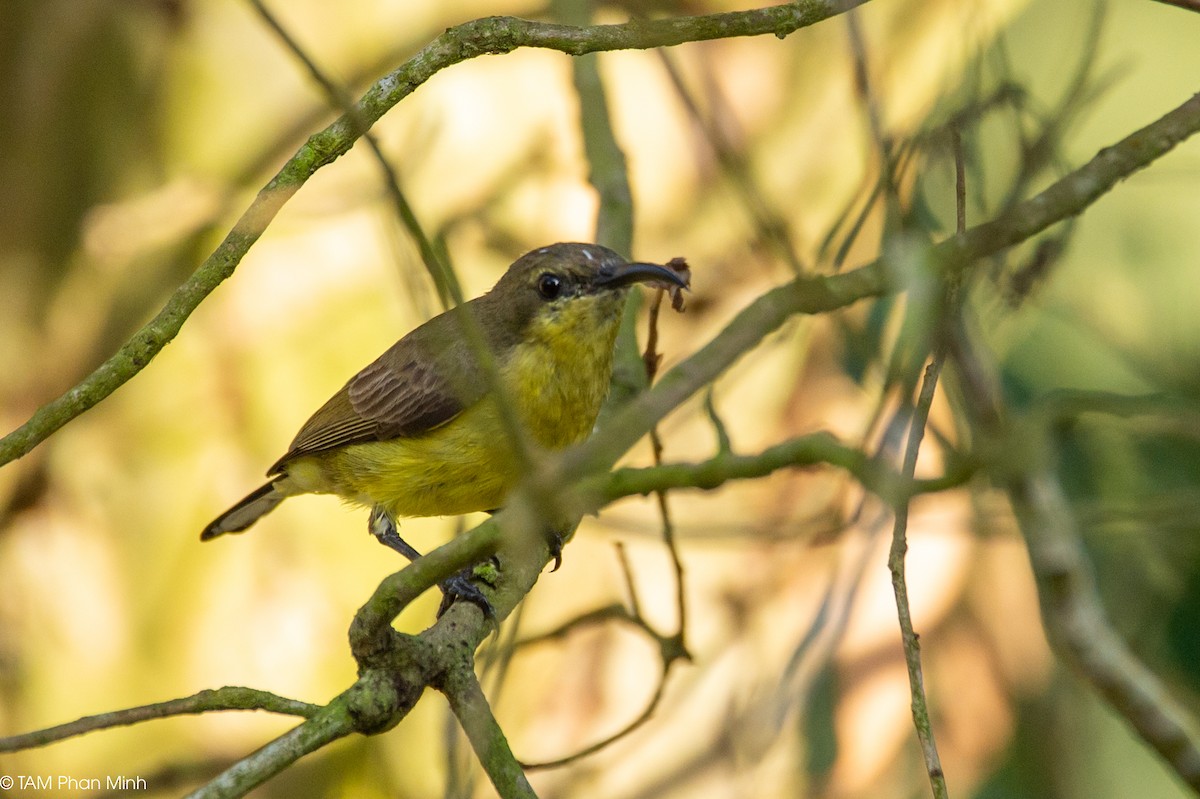 Ornate Sunbird - ML646778759