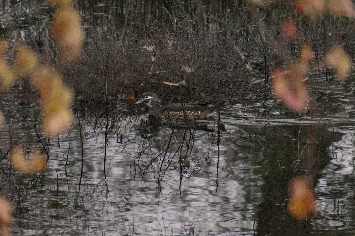 Wood Duck - ML646778760