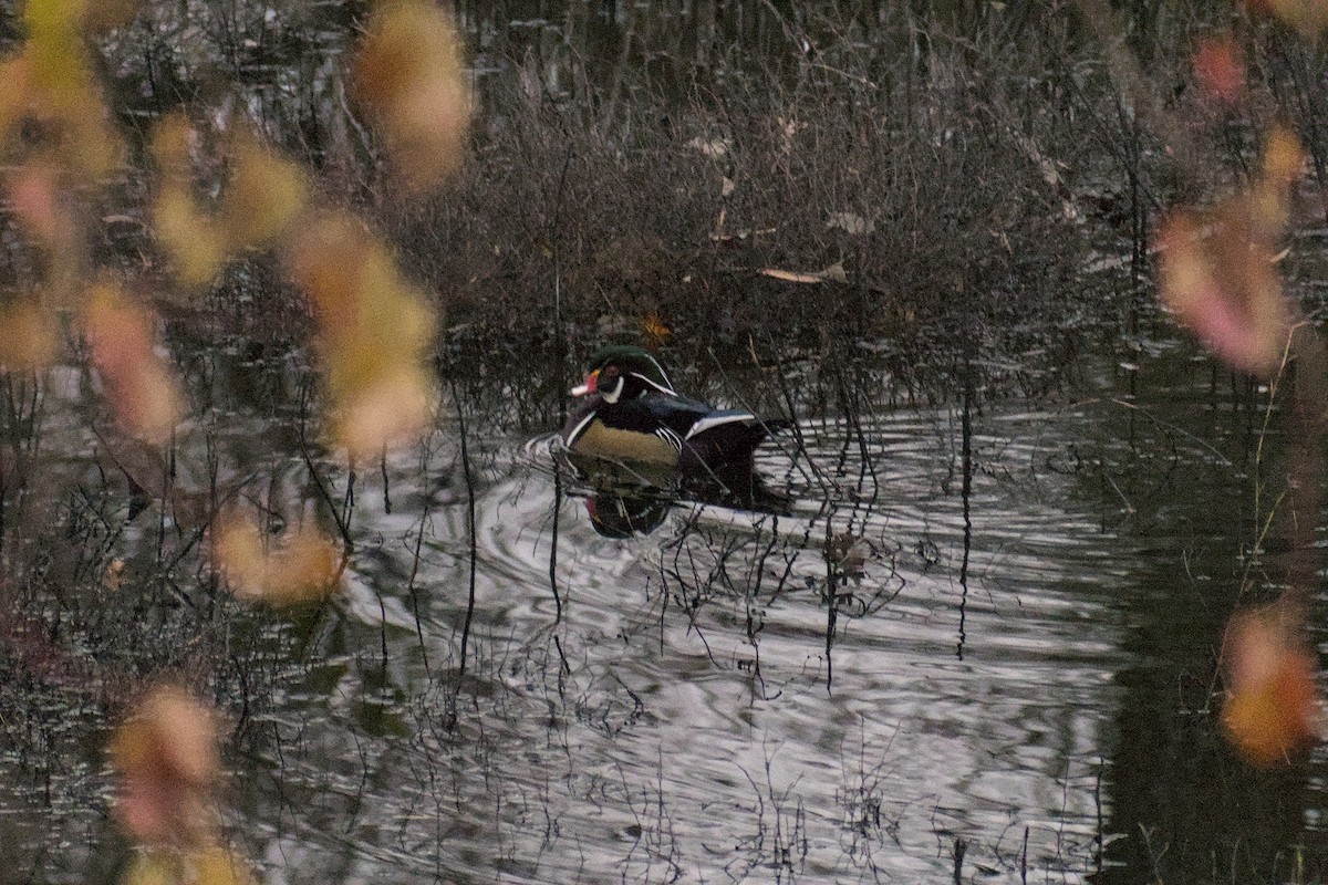 Wood Duck - ML646778761