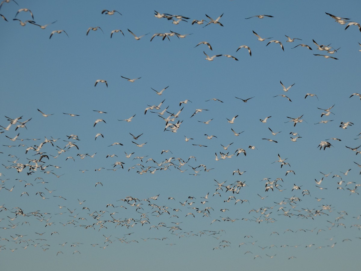 Oie des neiges - ML646778762