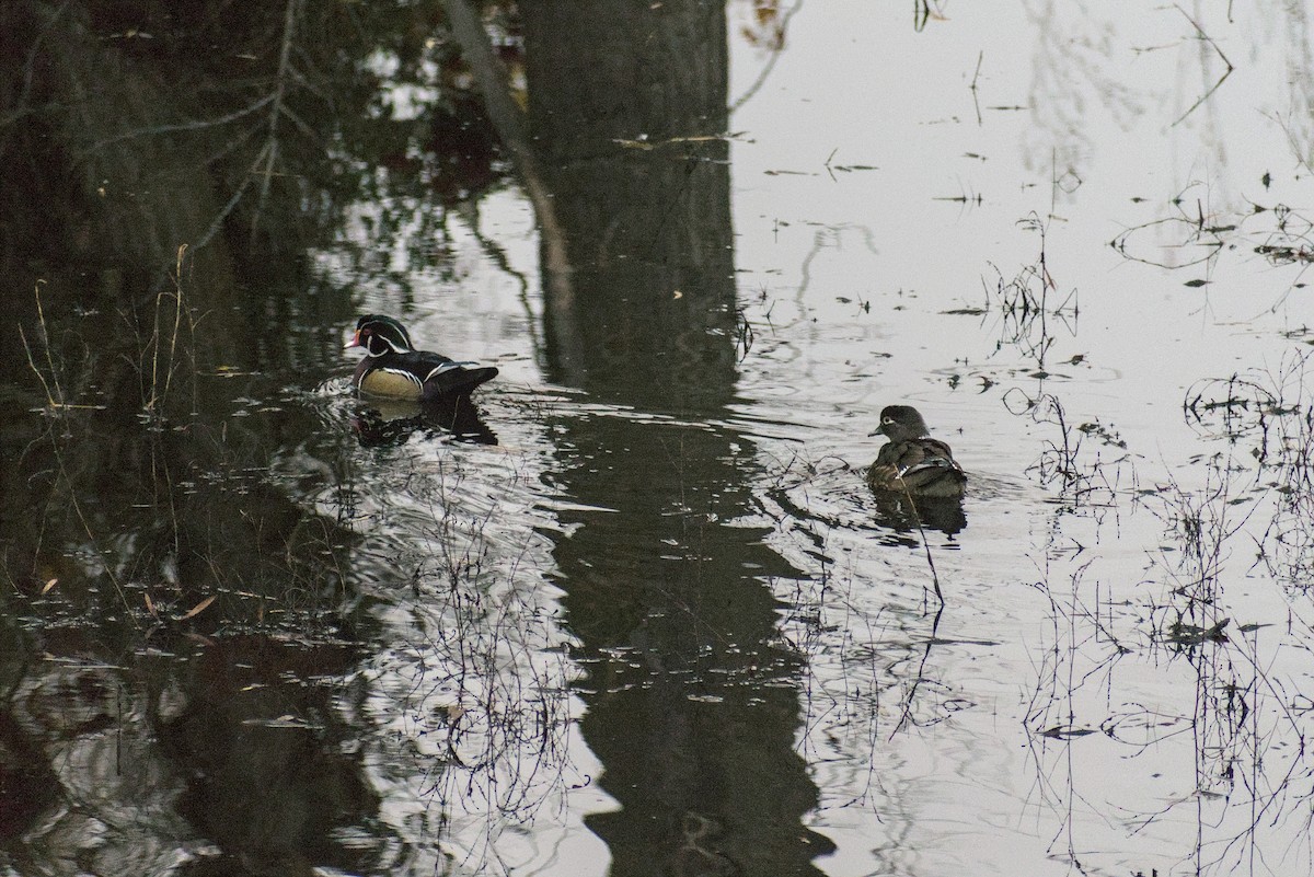 Wood Duck - ML646778764