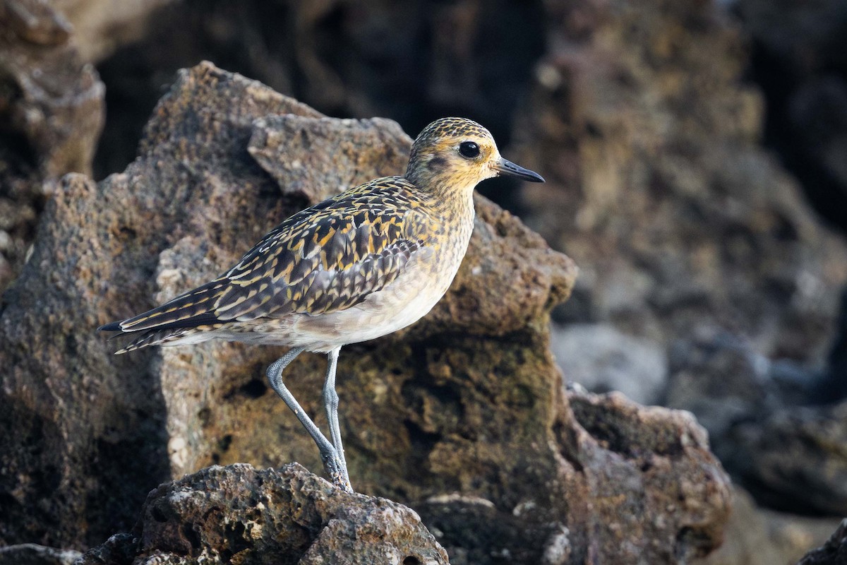 太平洋金斑鴴 - ML646778765