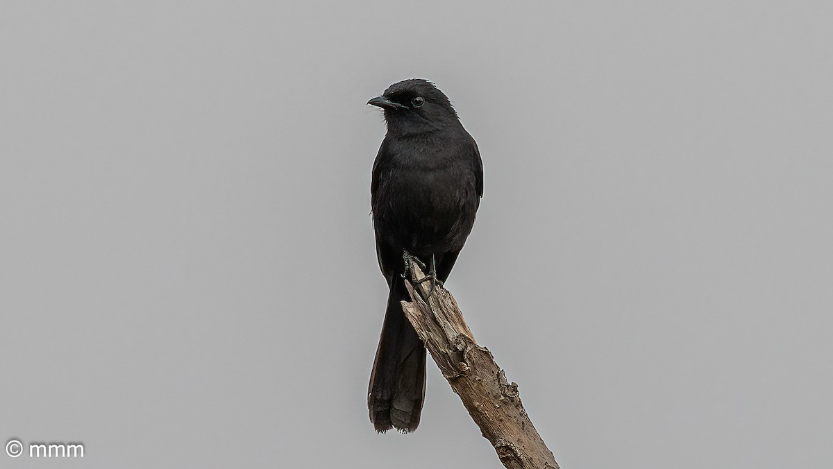 Northern Black-Flycatcher - ML646778767