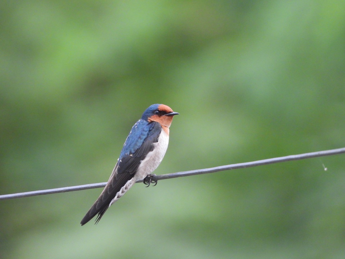 kystsvale - ML646778773