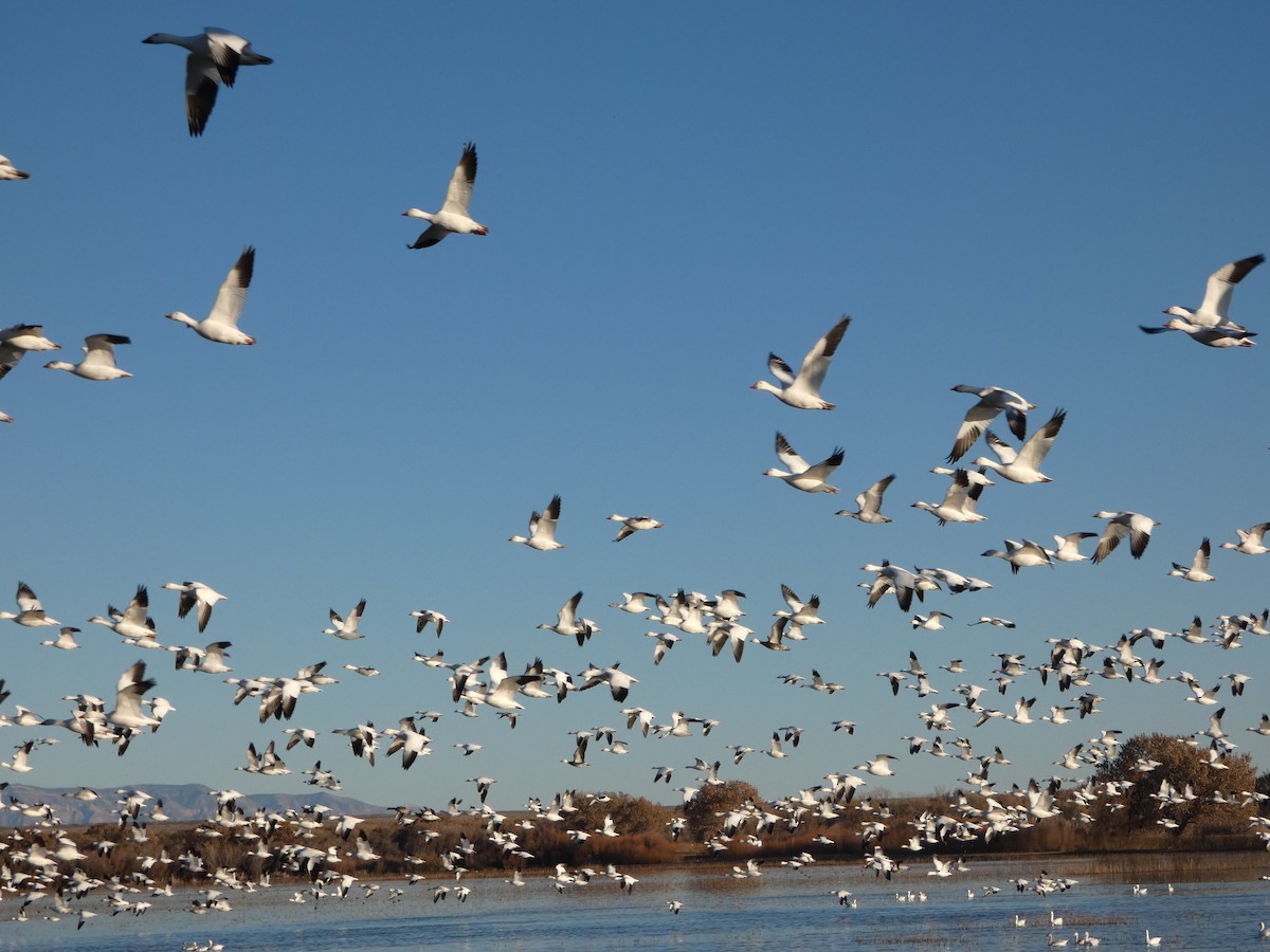 Oie des neiges - ML646778775