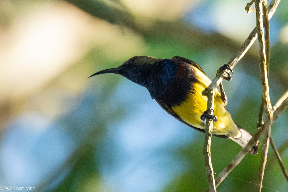 Ornate Sunbird - ML646778776