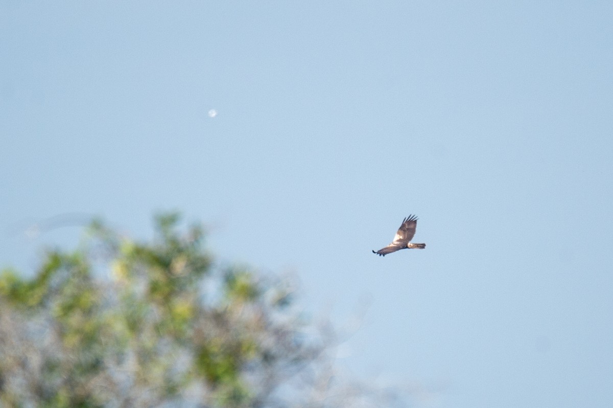 Eastern Marsh Harrier - ML646778781