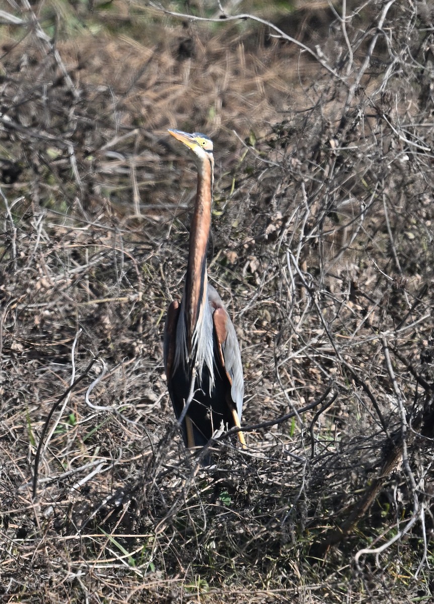 אנפה ארגמנית (אירואסייתית) - ML646778783