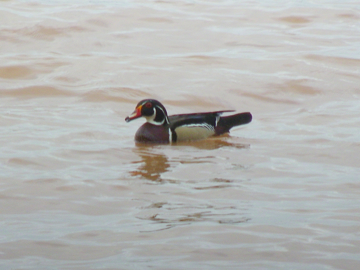 Brautente - ML646778787