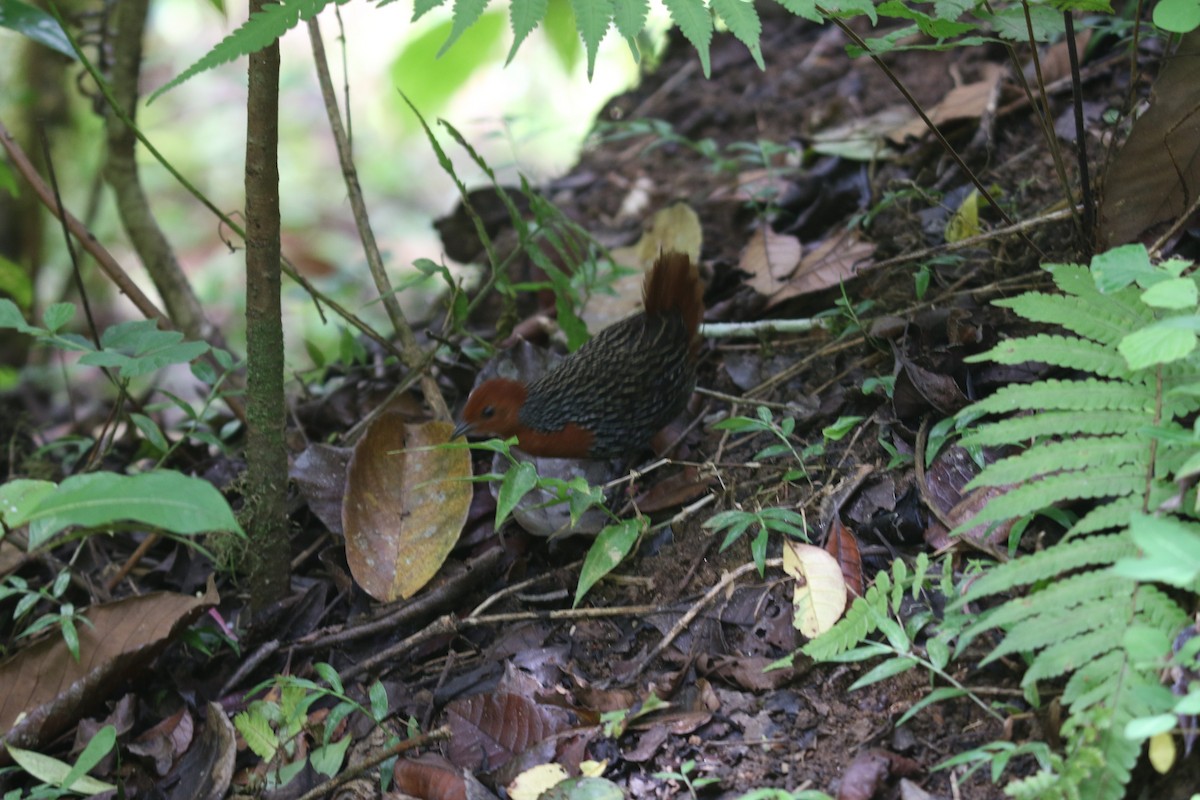 Madagascar Flufftail - ML646778788