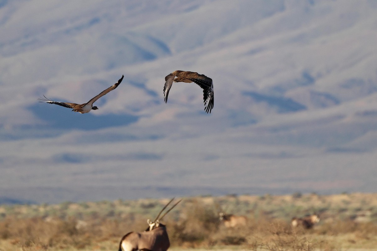 Ludwig's Bustard - ML646778789