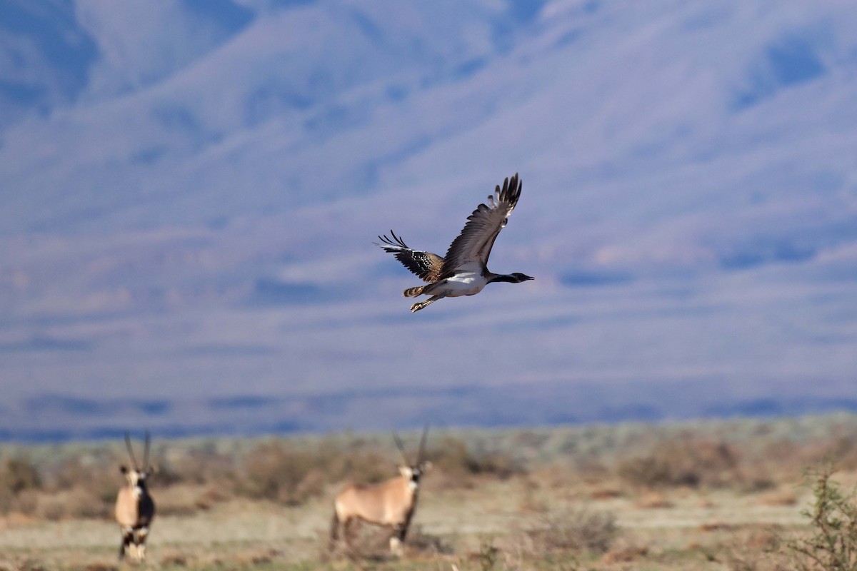 Ludwig's Bustard - ML646778790