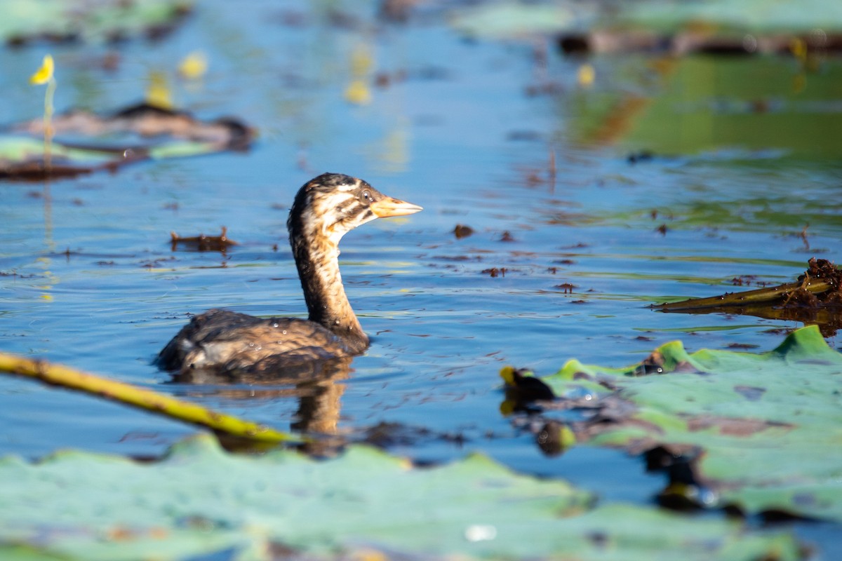 Little Grebe - ML646778793