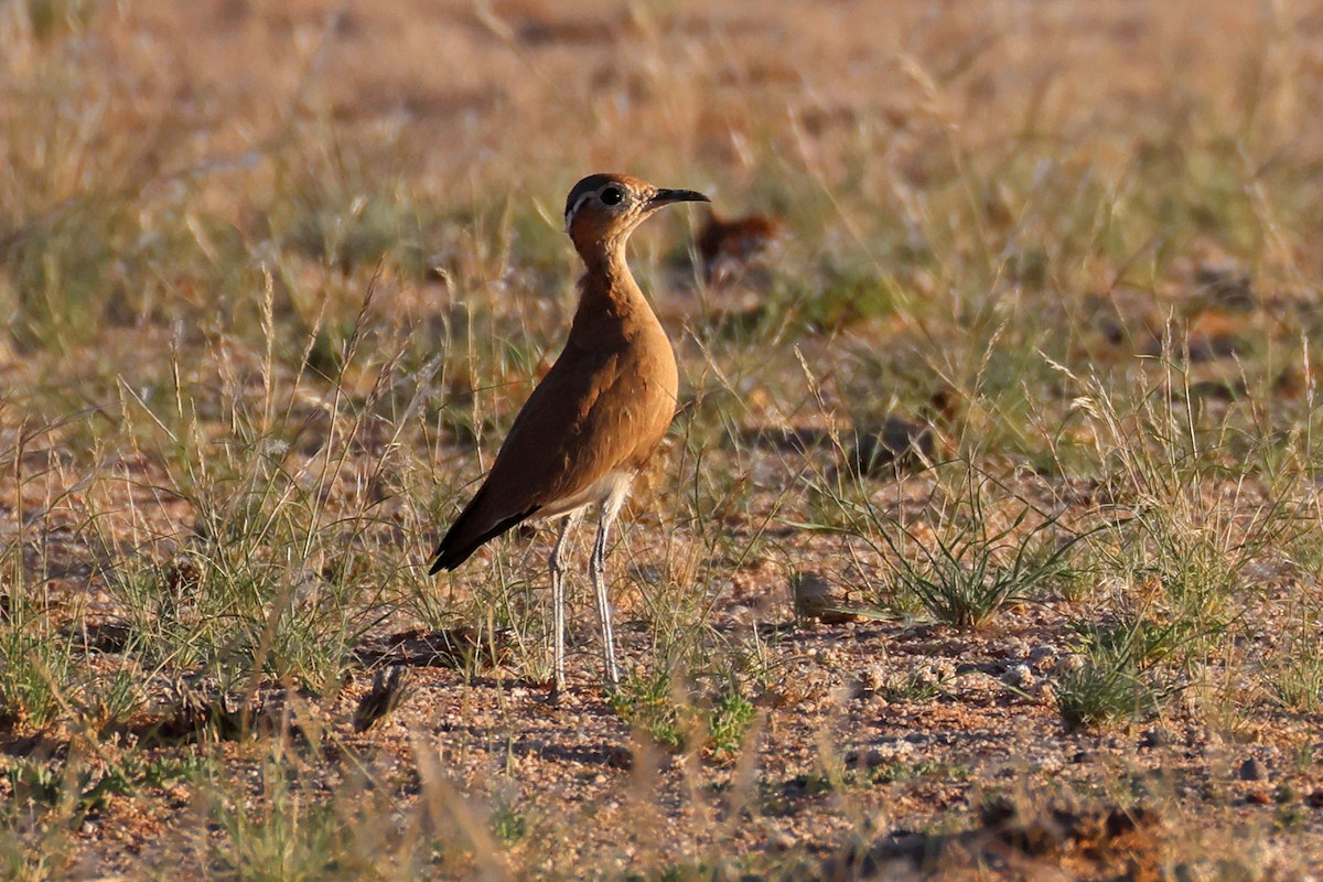 Burchell's Courser - ML646778794