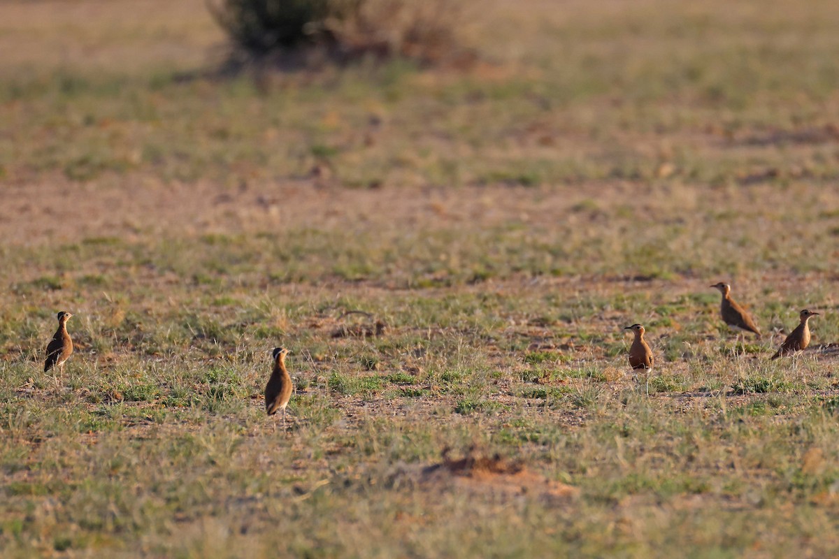 Burchell's Courser - ML646778795