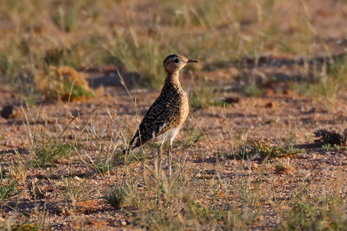 Burchell's Courser - ML646778796