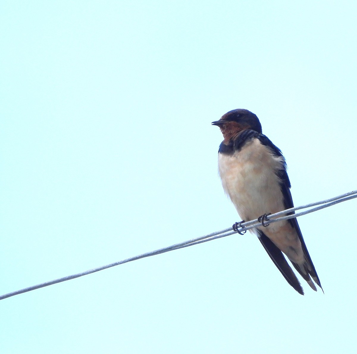 låvesvale - ML646778797