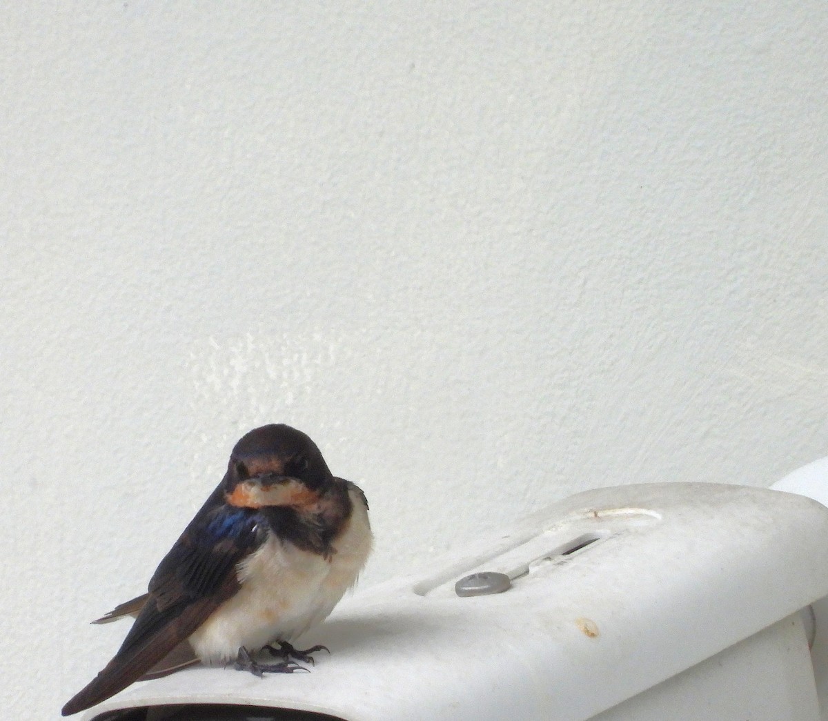 låvesvale - ML646778798