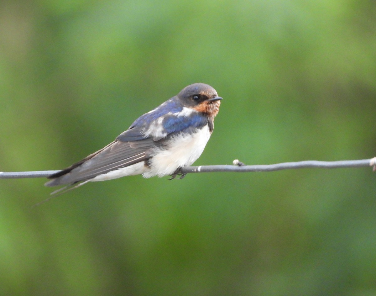 låvesvale - ML646778799