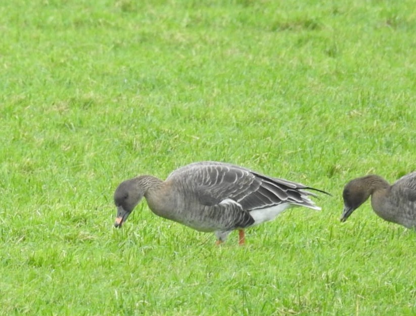 Tundra Bean-Goose - ML646778801