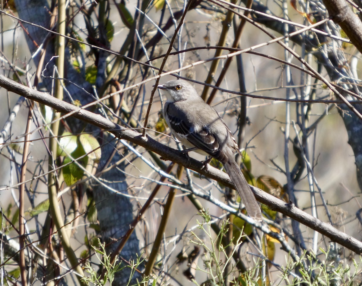 Northern Mockingbird - ML646778805