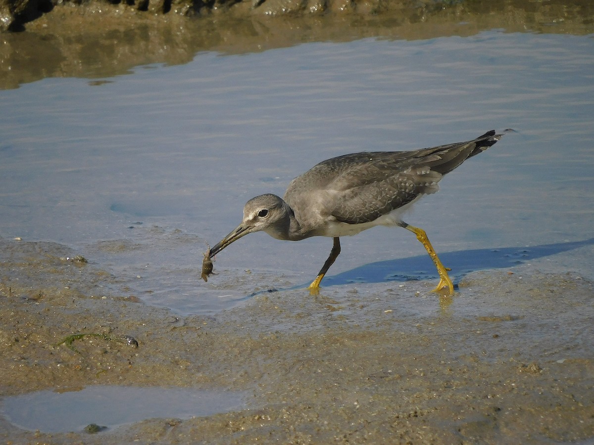 Gray-tailed Tattler - ML646778806