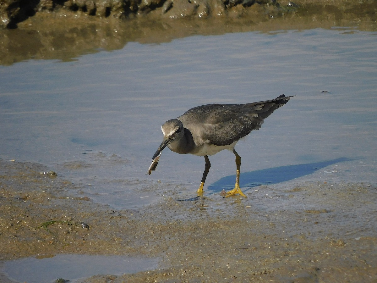 Gray-tailed Tattler - ML646778807