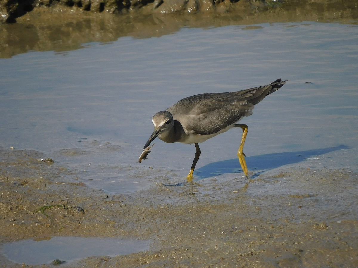 Gray-tailed Tattler - ML646778808