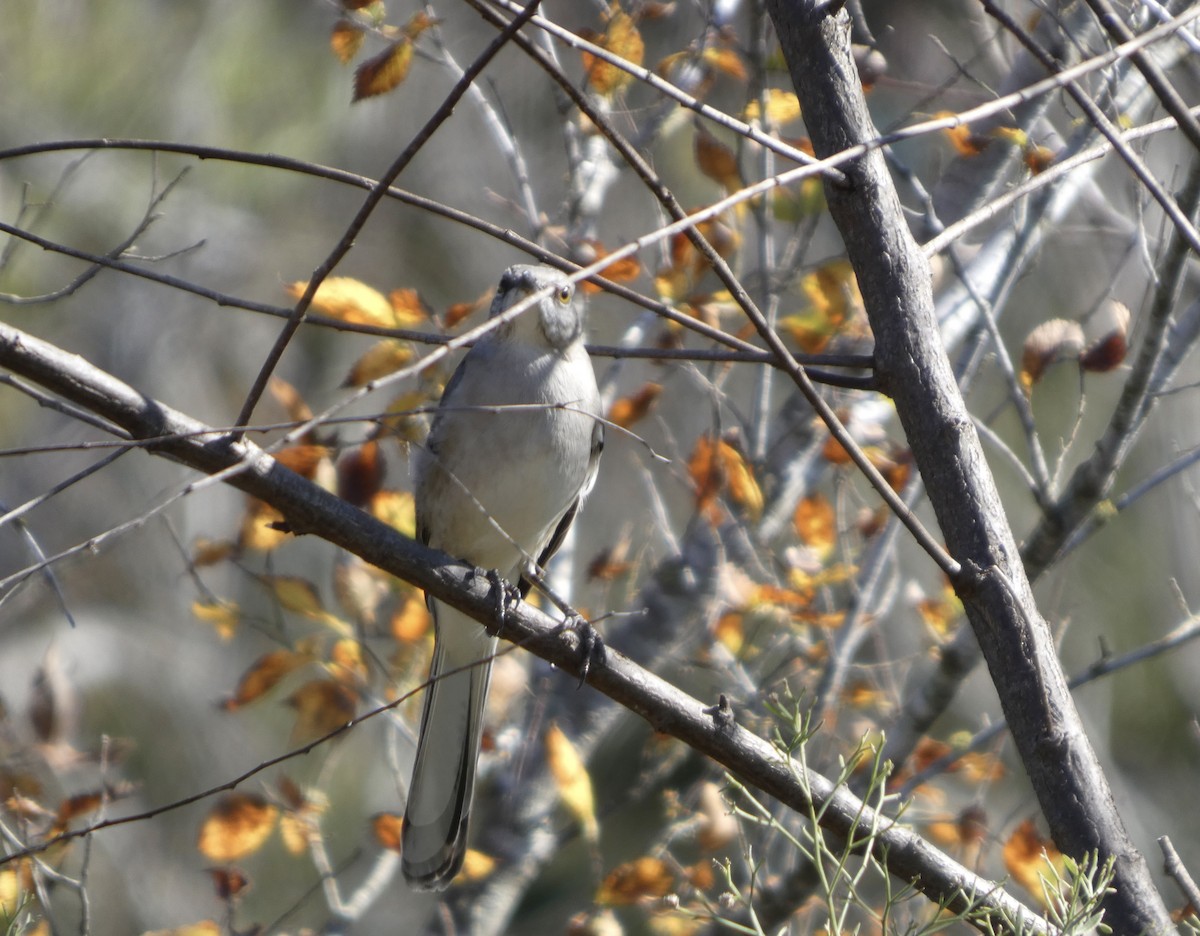 Northern Mockingbird - ML646778810