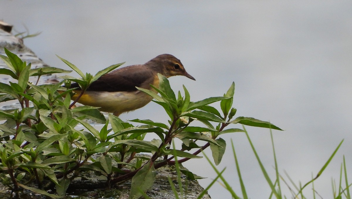 vintererle - ML646778813