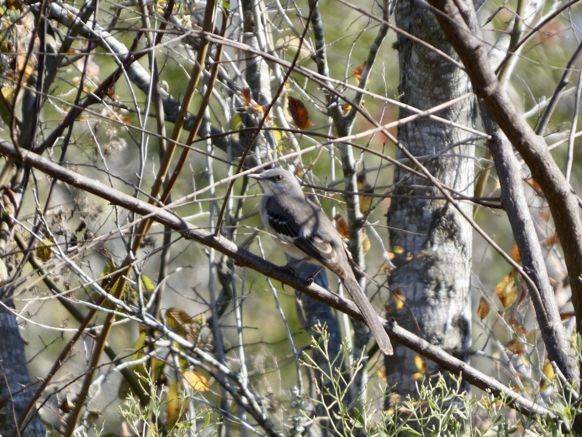 Northern Mockingbird - ML646778814