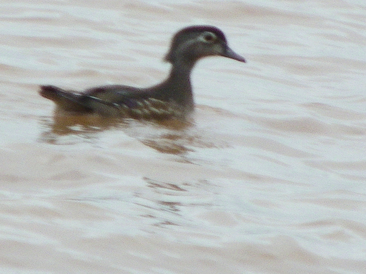 Brautente - ML646778815