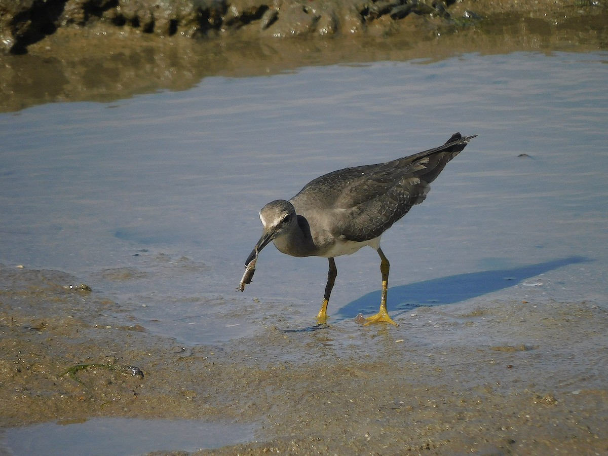 Gray-tailed Tattler - ML646778820