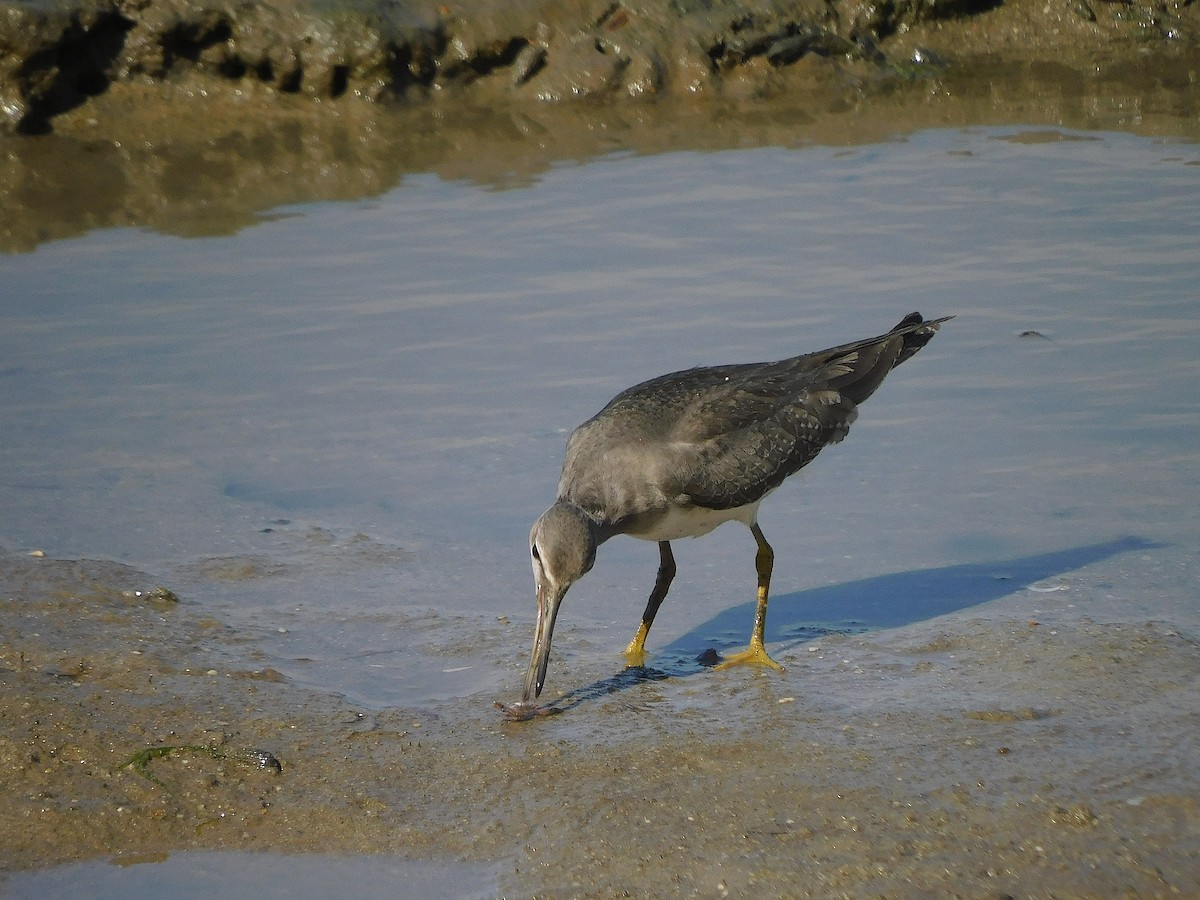 Gray-tailed Tattler - ML646778821