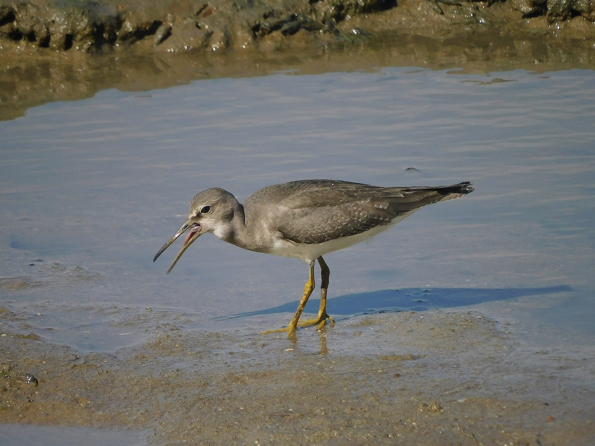 Gray-tailed Tattler - ML646778822