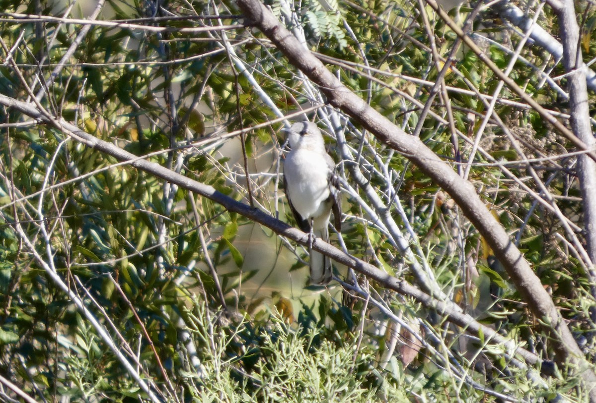 Northern Mockingbird - ML646778829