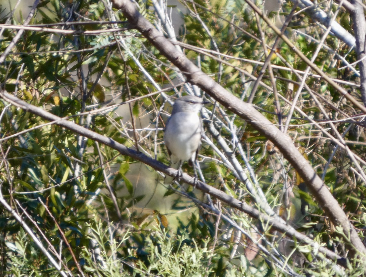 Northern Mockingbird - ML646778831