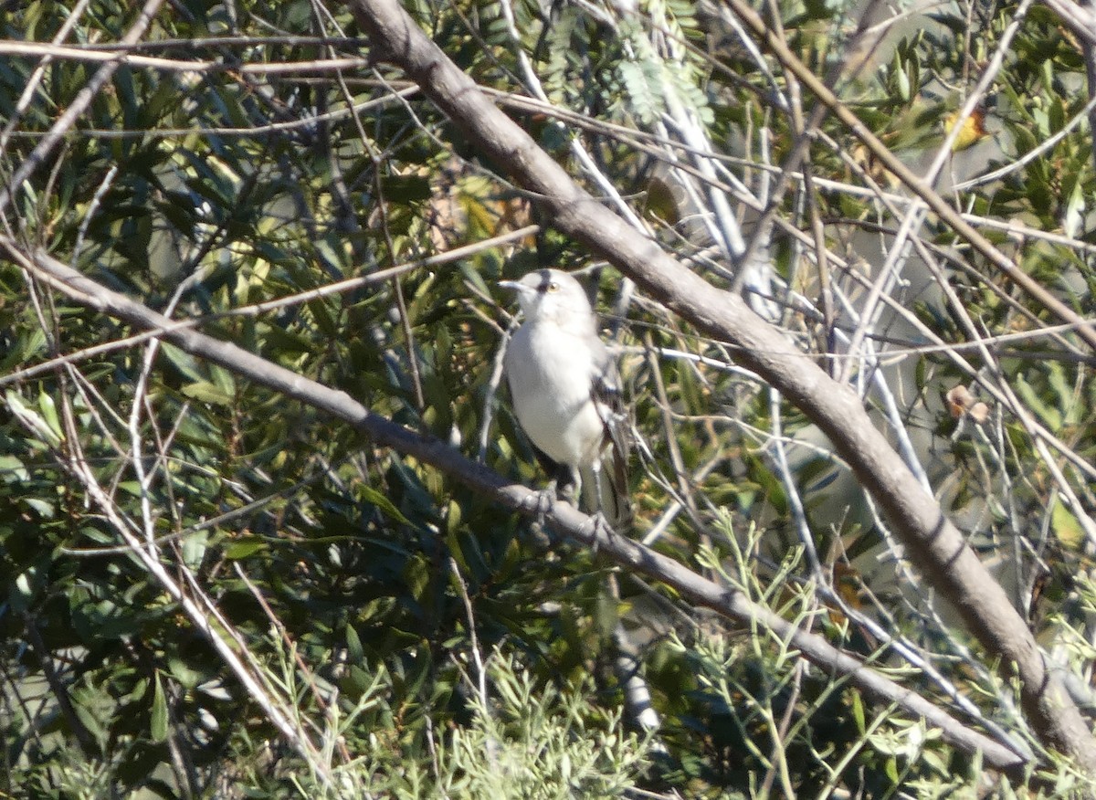 Northern Mockingbird - ML646778832