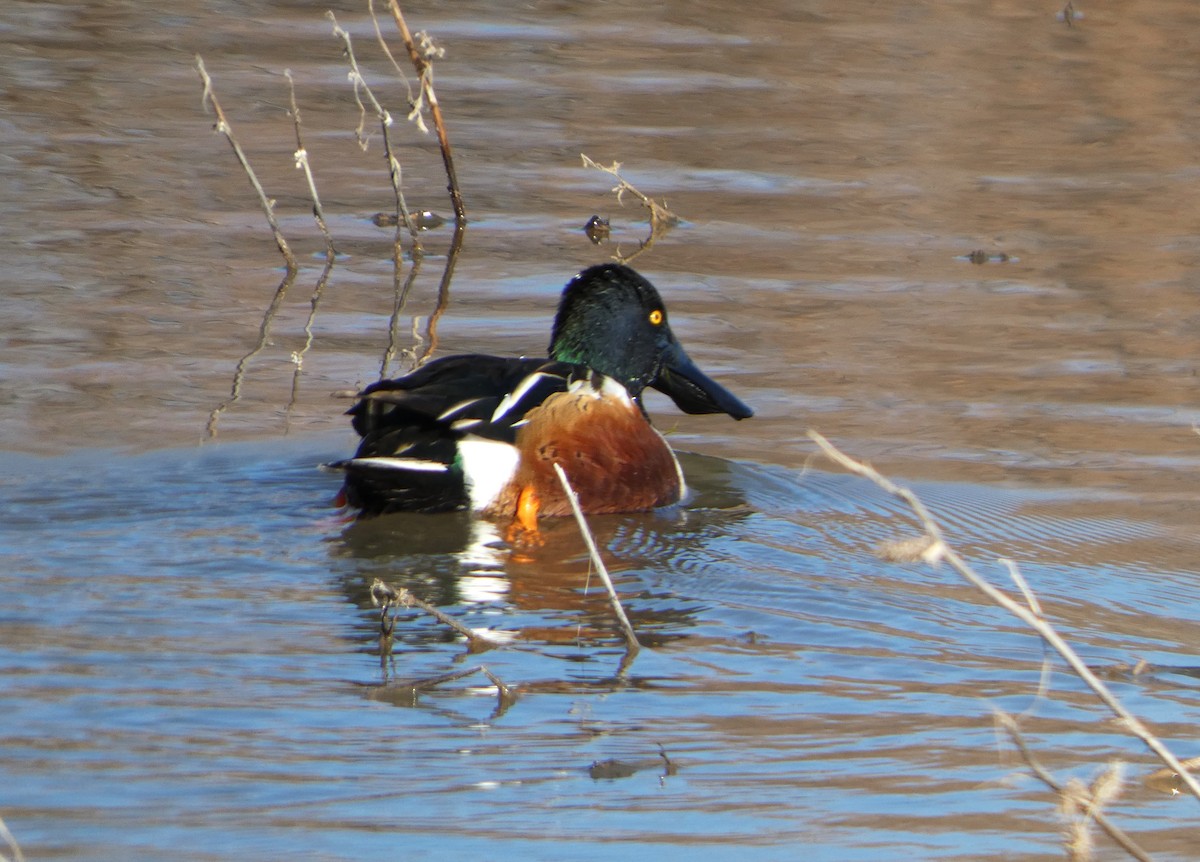 Canard souchet - ML646778833