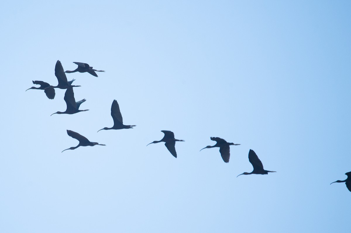 Glossy Ibis - ML646778834